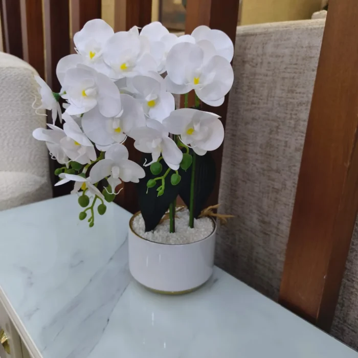 Potted White Orchid Plant